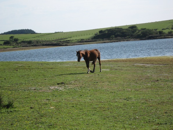 Horse at Colliford